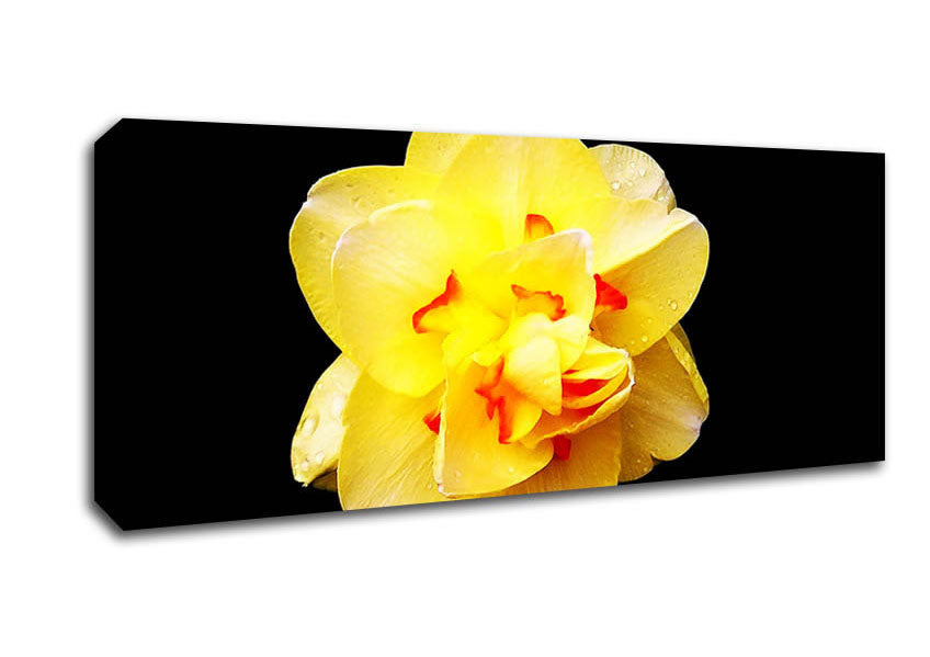 Yellow Star Flower Canvas Wall Art