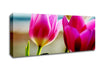 Pink Tulip Parade Canvas Wall Art