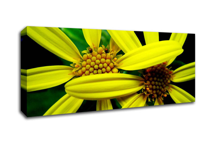 Yellow Star Flowers Canvas Wall Art