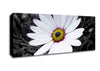 White Daisy On B n W Canvas Wall Art