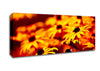 Daisies In Golden Sunlight Canvas Wall Art