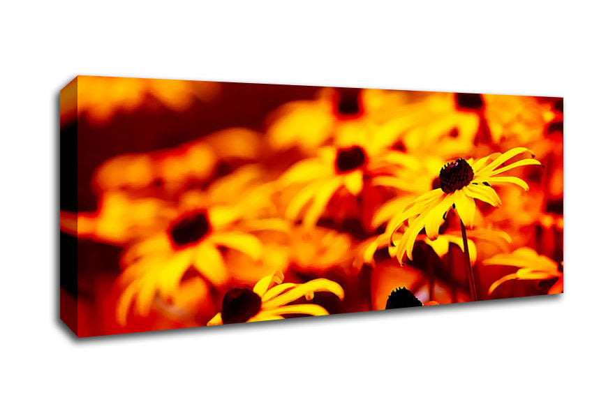 Daisies In Golden Sunlight Canvas Wall Art