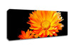 Vibrant Orange Gerberas Canvas Wall Art