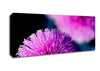 Cerise Pink Pom Poms Canvas Wall Art