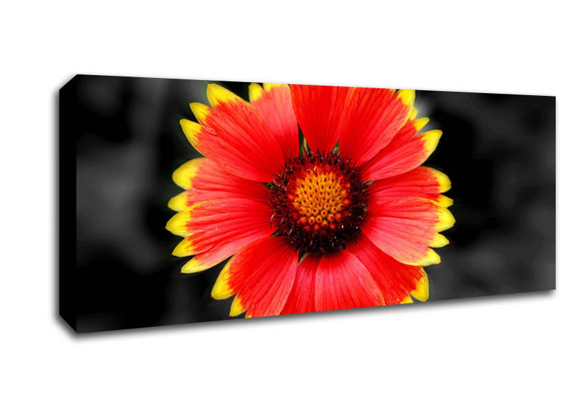 Colours Of The Sun Canvas Wall Art