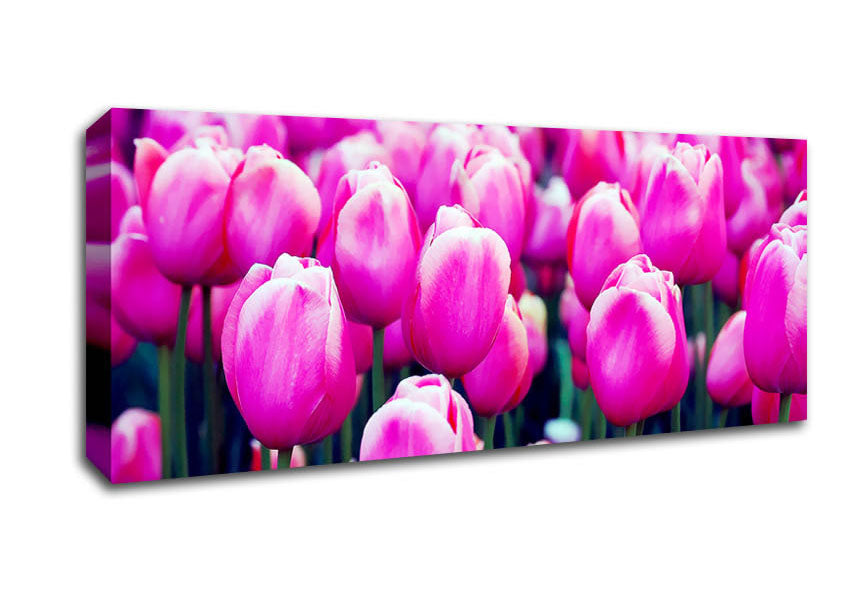 A Field Of Pink Tulips Canvas Wall Art