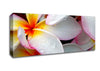White Petal Dewdrop Canvas Wall Art