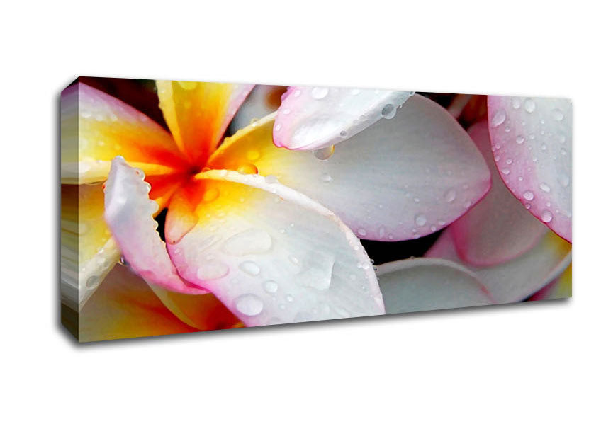 White Petal Dewdrop Canvas Wall Art