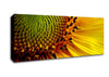 Yellow Sunflower Centre Canvas Wall Art