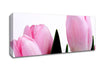 Baby Pink Tulips Canvas Wall Art