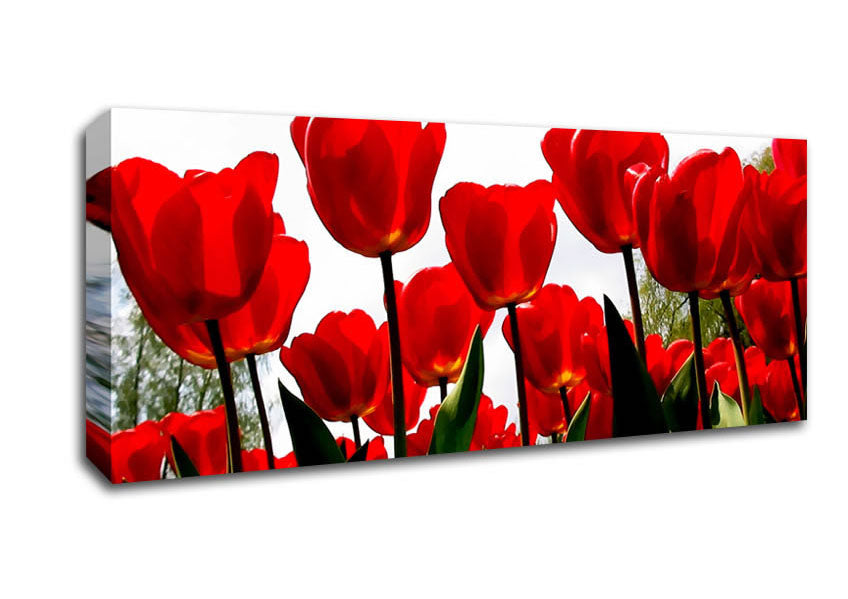 Red Tulip Galore Canvas Wall Art