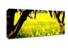 Orchard Sun Beam Canvas Wall Art