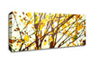 Light In The Forest Canvas Wall Art