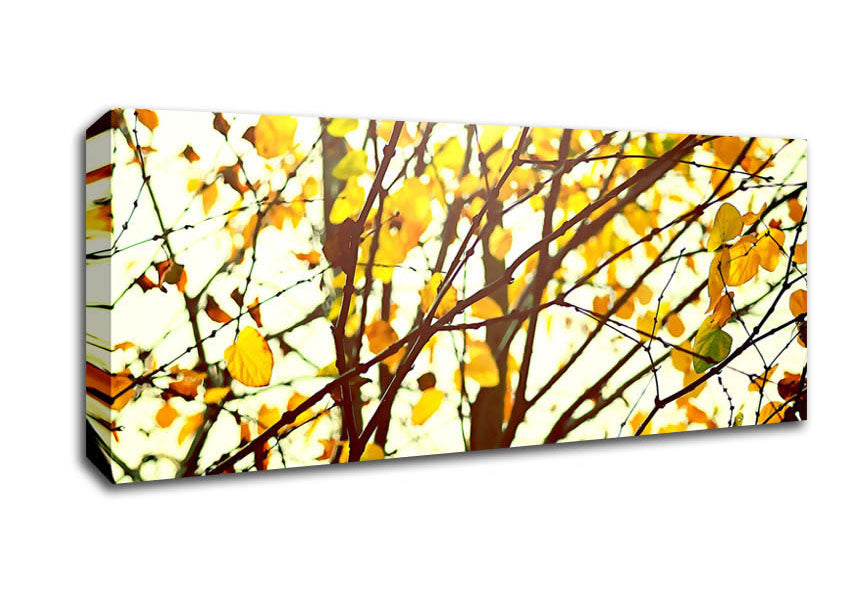 Light In The Forest Canvas Wall Art