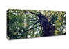 Ancient Forest Tree Canvas Wall Art