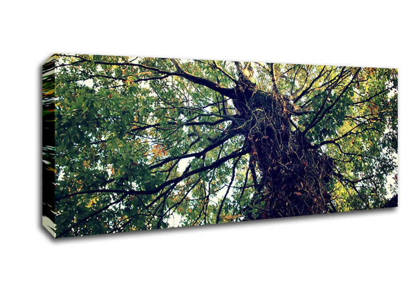 Ancient Forest Tree Canvas Wall Art