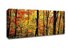 The Rainbow Of The Autumn Forest Canvas Wall Art