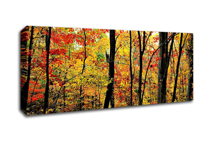 The Rainbow Of The Autumn Forest Canvas Wall Art