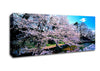 Cherry Blossom Trees Canvas Wall Art