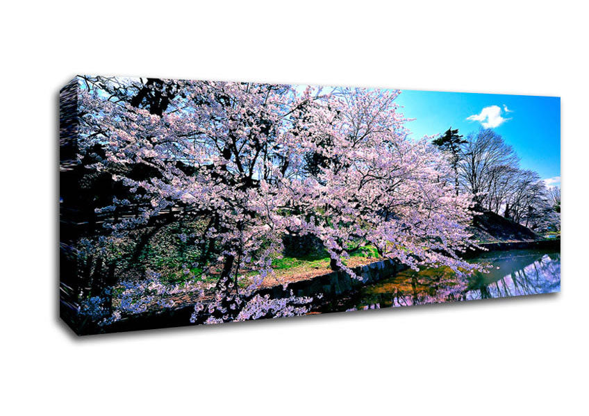 Cherry Blossom Trees Canvas Wall Art