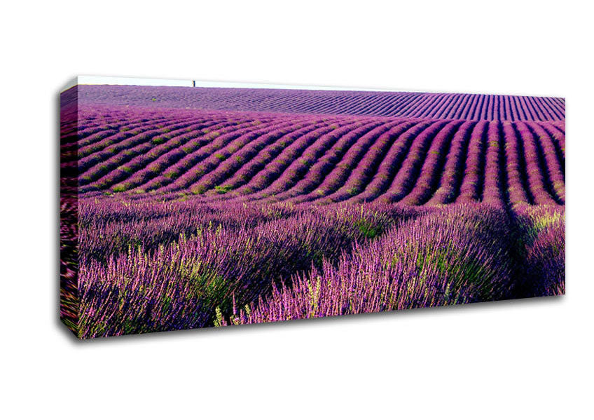 Summer Lavender Fields Canvas Wall Art
