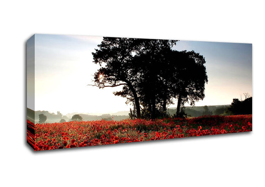 Sunset Poppy tree Canvas Wall Art
