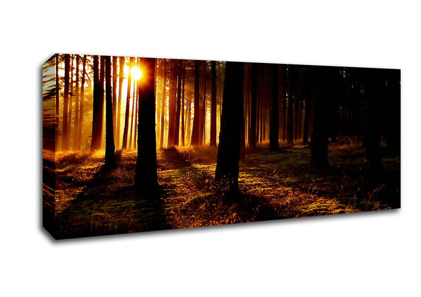 Woodland Sun Blaze Canvas Wall Art