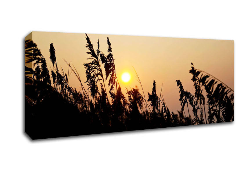 Sun Through The Reeds Canvas Wall Art