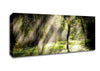 Mid Day Sun Through The Trees Canvas Wall Art