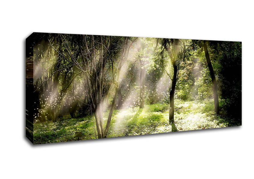 Mid Day Sun Through The Trees Canvas Wall Art