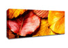Beautiful Autumn Leaves Canvas Wall Art