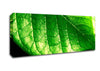 Veins Of A Leaf Canvas Wall Art