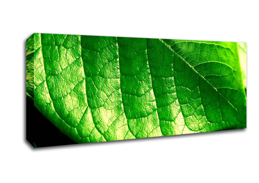 Veins Of A Leaf Canvas Wall Art