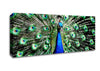 Stunning Peacock Feathers Canvas Wall Art