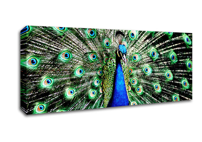 Stunning Peacock Feathers Canvas Wall Art