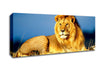 African Lion King Canvas Wall Art