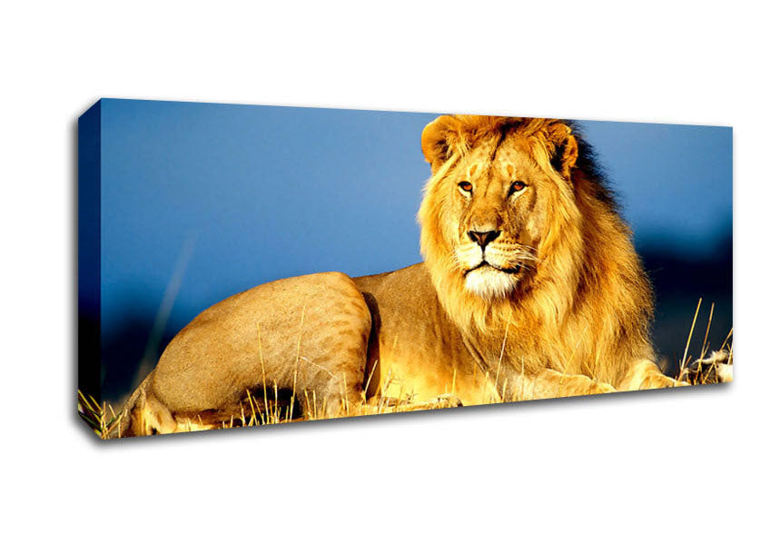 African Lion King Canvas Wall Art