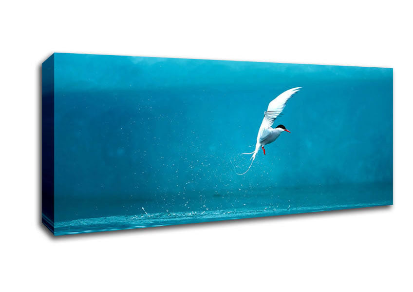 Arctic Tern Canvas Wall Art
