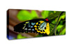 Beautiful Colourful Butterfly Canvas Wall Art