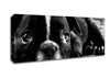Black French Bulldog Puppy Canvas Wall Art