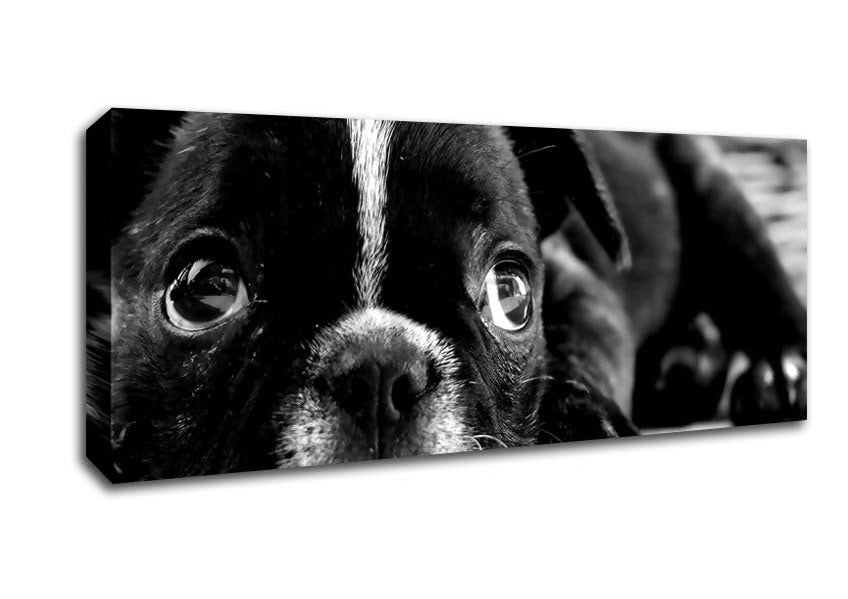 Black French Bulldog Puppy Canvas Wall Art