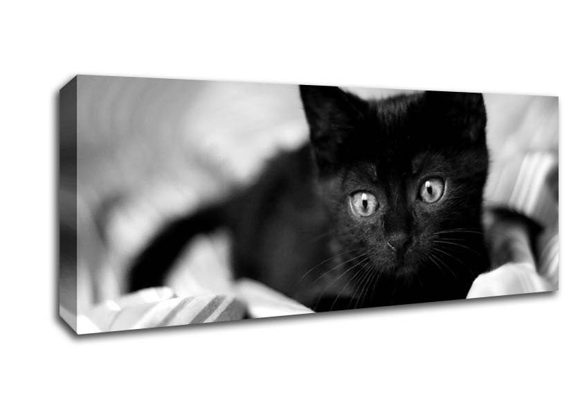 Black Kitten Canvas Wall Art