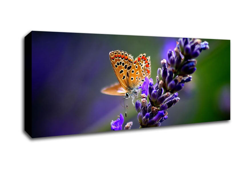 Butterfly On Lavender Flower Canvas Wall Art