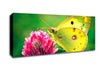 Colias Hyale Butterfly Canvas Wall Art