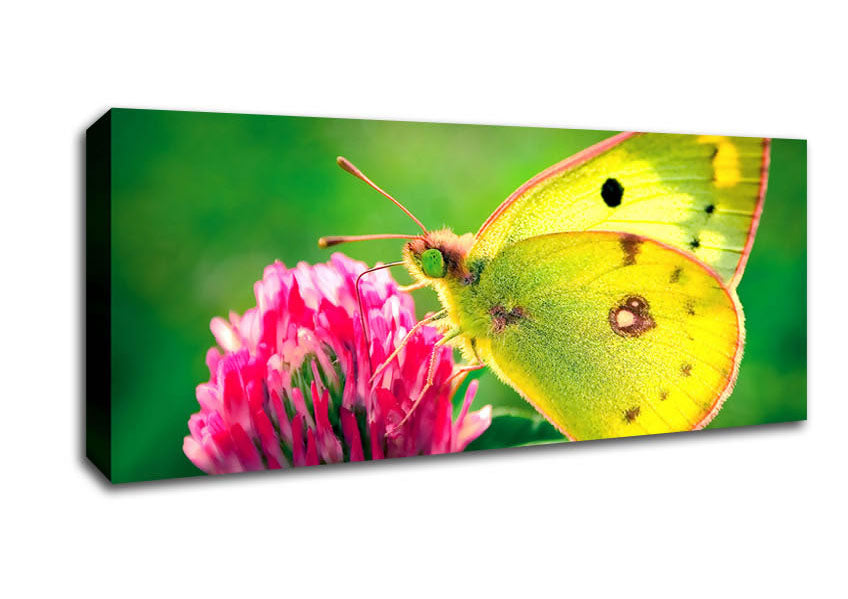 Colias Hyale Butterfly Canvas Wall Art