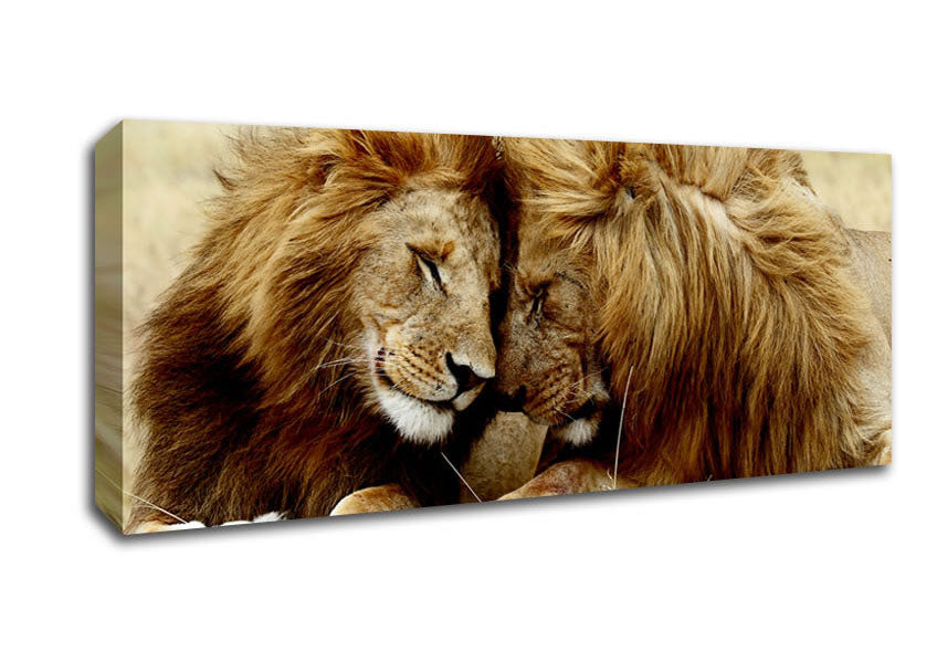 Lions Love Wild Cats Animals Canvas Wall Art