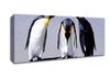 Penguin Shame Canvas Wall Art