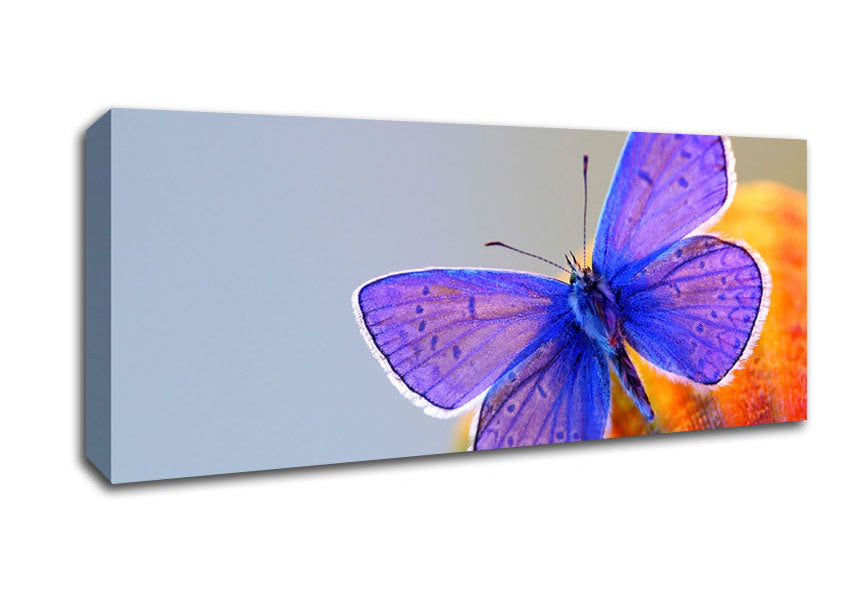 Purple Butterfly Canvas Wall Art