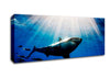 Shark In A Blaze Of Sunlight Canvas Wall Art