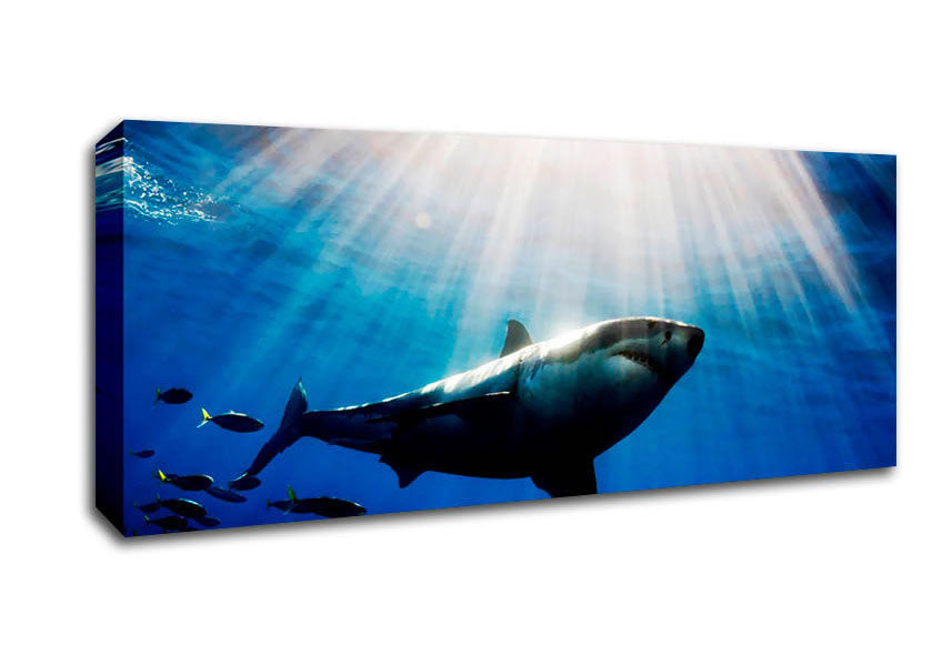 Shark In A Blaze Of Sunlight Canvas Wall Art